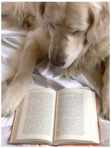 dog reading a book